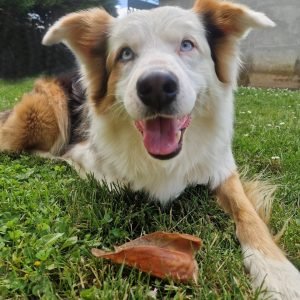 Blue avec une oreille de porc