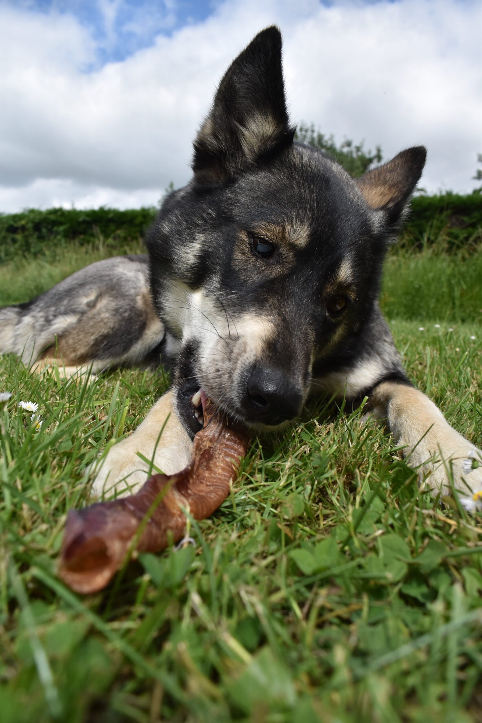 Saika Saika avec une trachee d'agneau