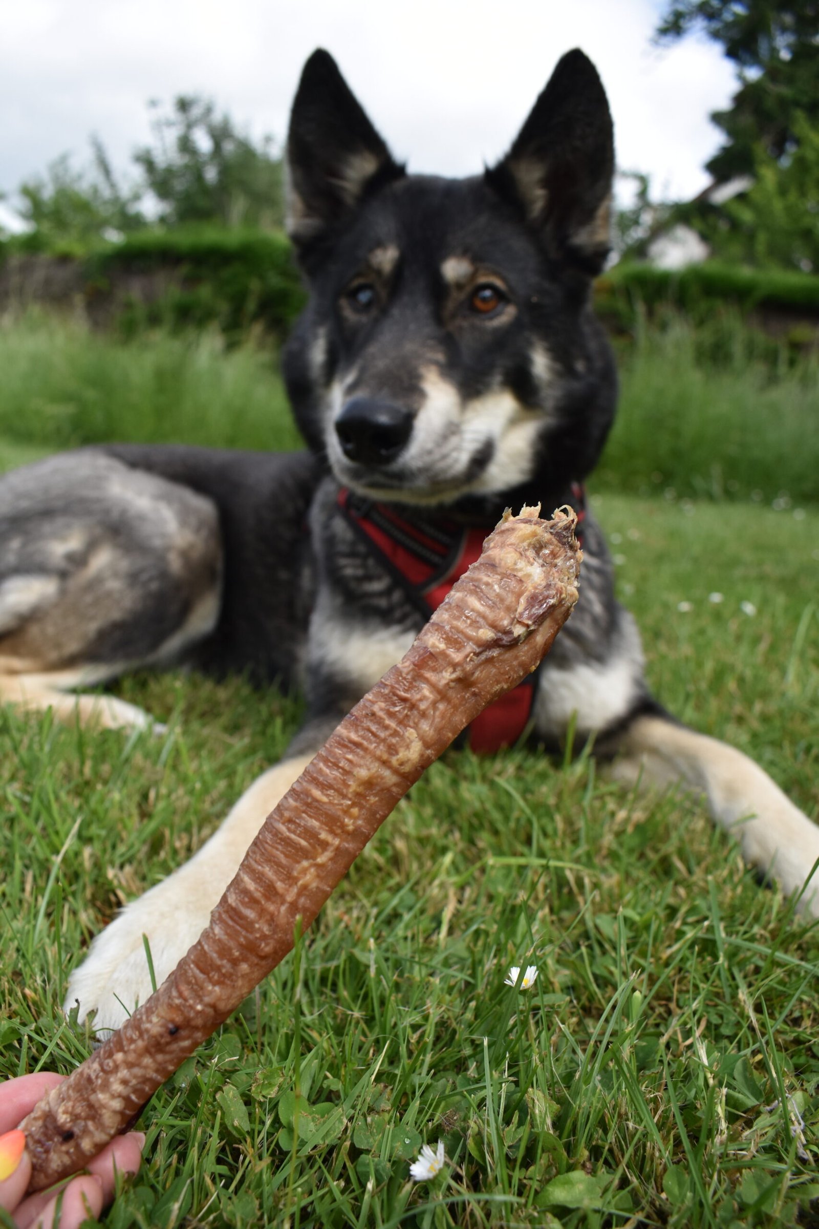 Saika Saika avec une trachee d'agneau