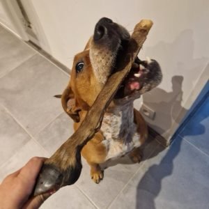 Vito avec une patte de cerf