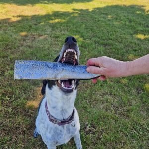 Lora avec une peau de saumon