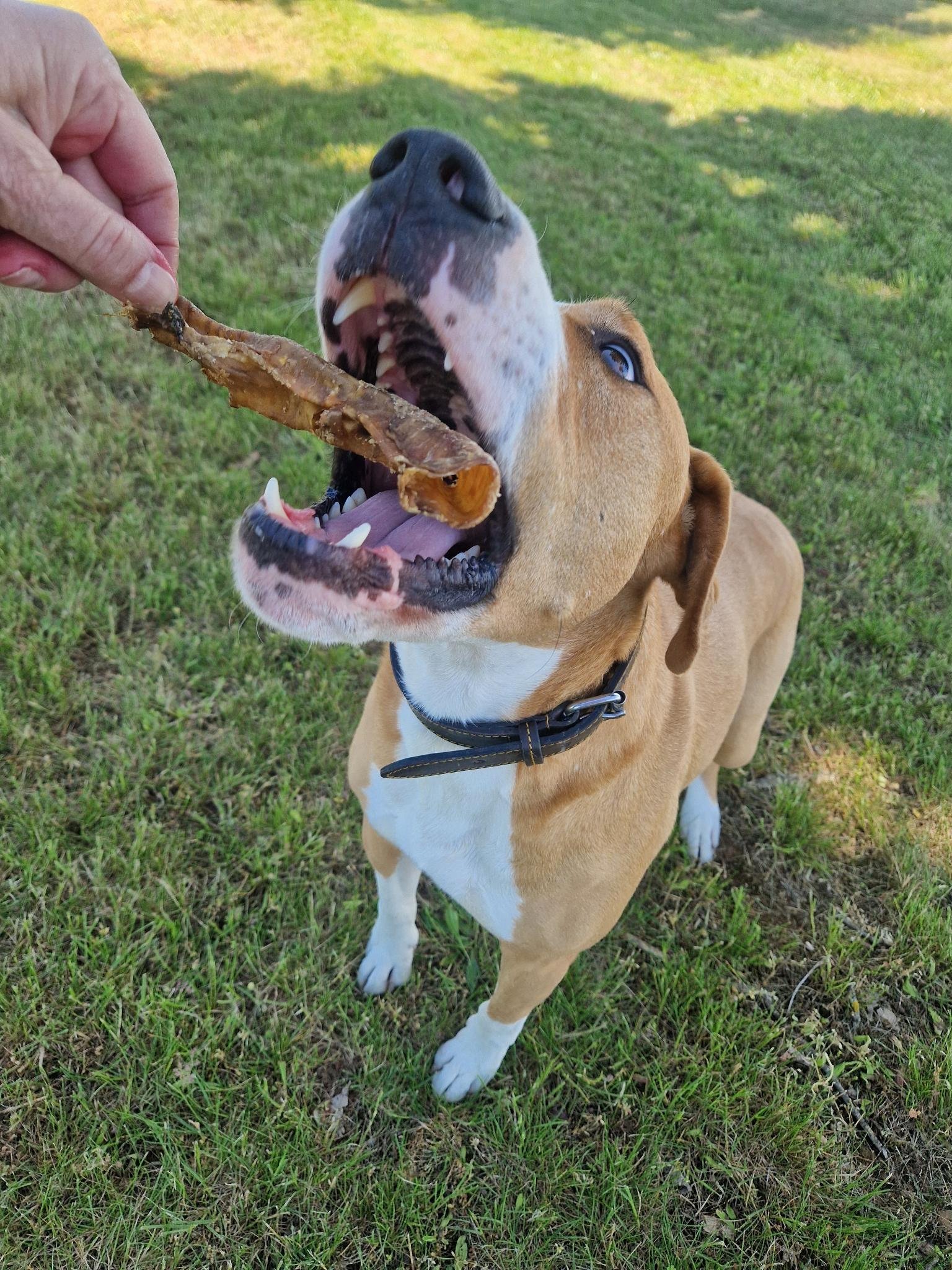 Bruno Bruno avec une trachée d'agneau