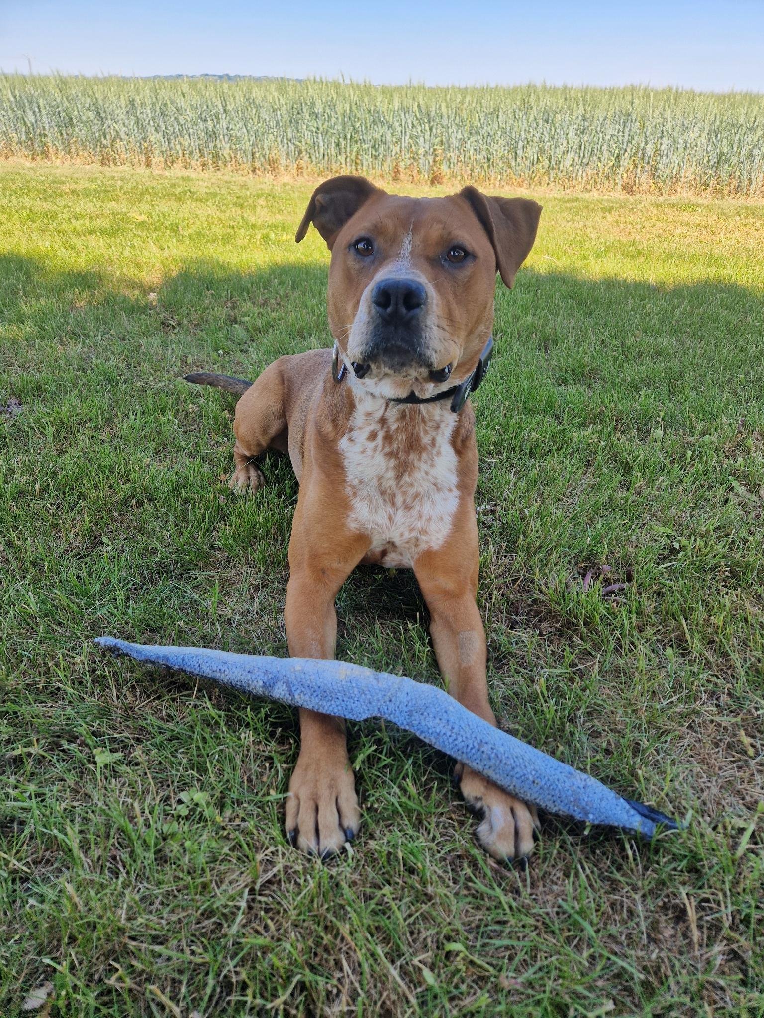 Vito Vito avec une peau de saumon