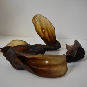 Oreilles de boeuf sans poils